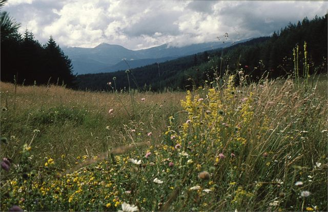 květinová louka